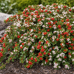 Cotoneaster