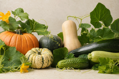 Pumpkins & Squash