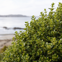 Coprosma