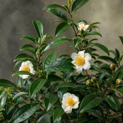 Tea Camellia