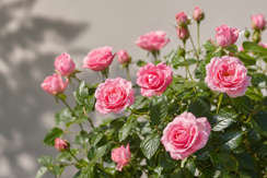 China Roses