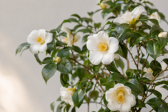 Species Camellias