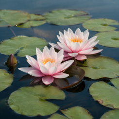 Waterlily