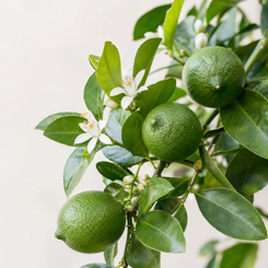 Lime