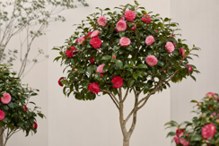 Standard Camellias
