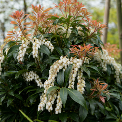 Pieris