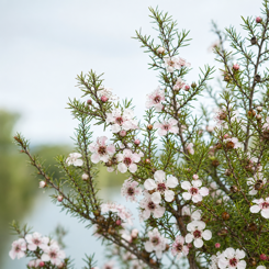 Manuka
