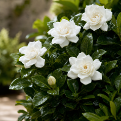 Gardenia