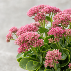Stonecrop