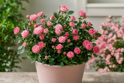 Miniature Roses