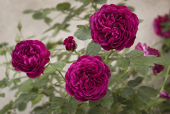 Gallica Roses