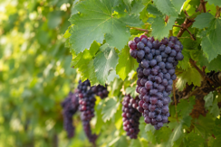 Grapes