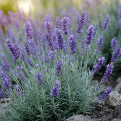 Lavender