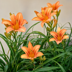 Daylily