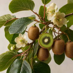 Kiwifruit