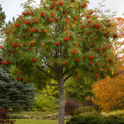 Rowan