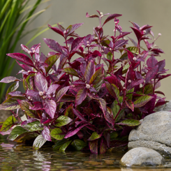 Alternanthera