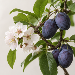 Plum