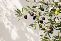 Olives