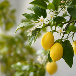 Lemon