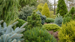 Conifers