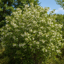 Lacebark