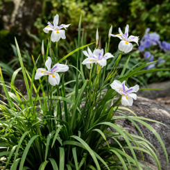 Wild Iris