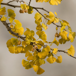 Ginkgo