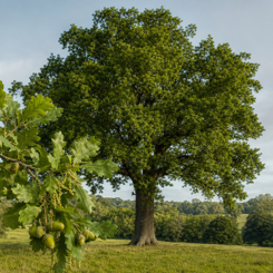 English Oak