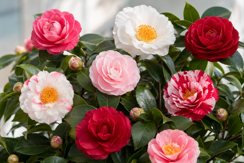 Hybrid Camellias