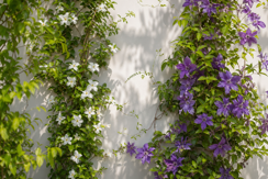 Climbers & Vines