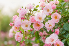 Hybrid Musk Roses