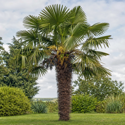 Windmill Palm