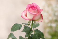 Hybrid Tea Roses