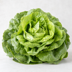 Lettuce