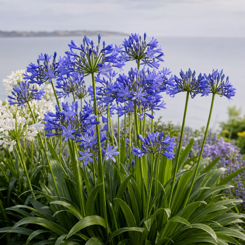 Agapanthus