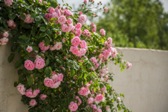 Rambling Roses