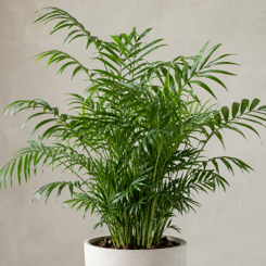 Parlour Palm