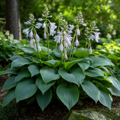Hosta