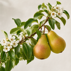 Pear