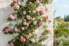 Climbing Roses