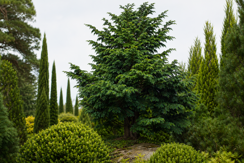 Evergreen Trees