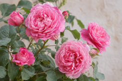 Bourbon Roses