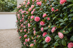 Camellia Hedging