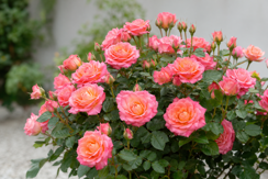 Floribunda Roses