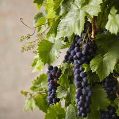 Grape