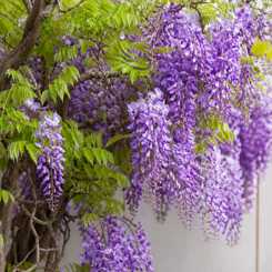 Wisteria