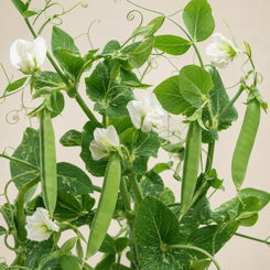 Pea