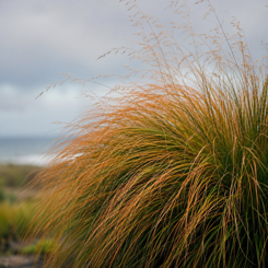Pheasant's Tail Grass