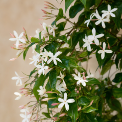 Jasmine